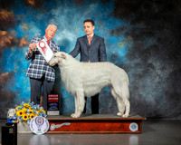 Borzoi #5 Sat G2 Judge Dr Steve Keating