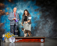Boston Terrier #39 sat BOW Maj Judge Dr Steve Keating