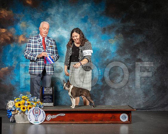 Boston Terrier #39 sat BOW Maj Judge Dr Steve Keating-SSR_5752-Lngvw2019-HR3