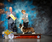 Cardigan Welsh Corgi #15 Sat G3 Judge Dr Steve Keating