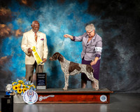 German Shorthaired Pointer #14 Sat Judge Eugene Blake