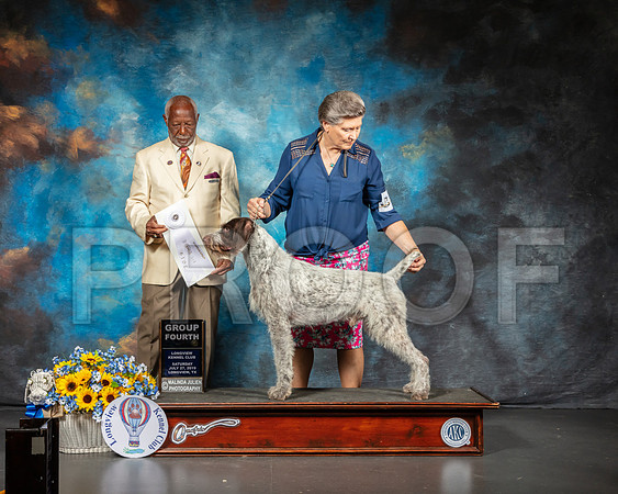 German Wirehaired Pointer #5 Sat G4 Judge Eugene Blake-SSR_5768-Lngvw2019-HR3