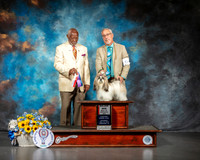Lhasa Apso #6 Sat BOS Maj Judge Eugene Blake