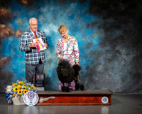 Poodle Miniature #6 Sat BOB Judge Dr Steve Keating