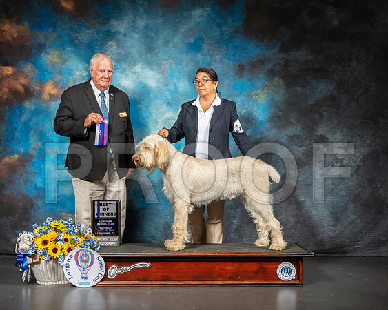 Spinoni #7 Sat BOW Judge Don Sutton-SSR_5737-Lngvw2019-HR3