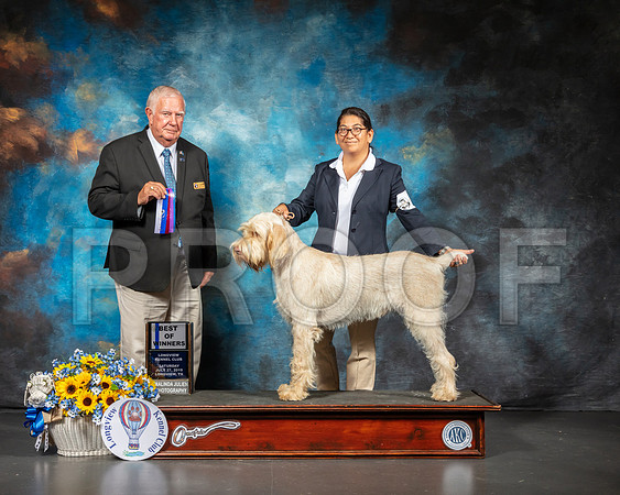 Spinoni #7 Sat BOW Judge Don Sutton-SSR_5739-Lngvw2019-HR3
