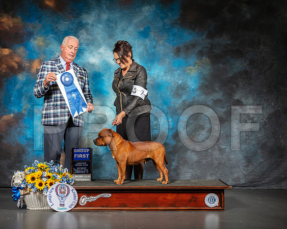 Staffordshire Bull Terrier #7 Sat G1 Judge Dr Steve Keating-SSR_5748-Lngvw2019-HR3