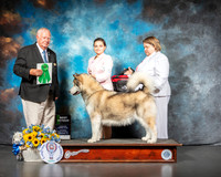 Alaskan Malamute #6 BIS Vet Judge Don Sutton