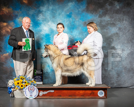 Alaskan Malamute #6 BIS Vet Judge Don Sutton-SSR_5803-Lngvw2019-HR3
