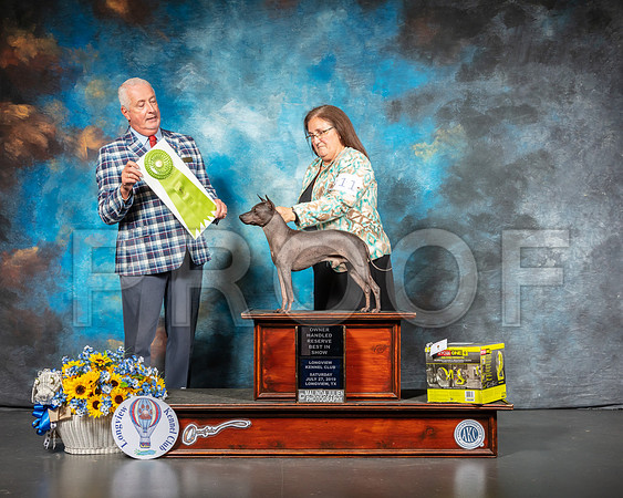 American Hairless Terrier #11 Sat OHRBIS Judge Dr Steve Keating-SSR_5816-Lngvw2019-HR3