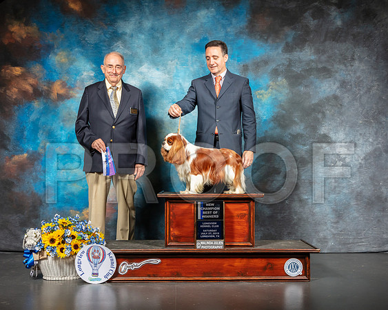 Cavalier King Charles Spaniel #7 Sat BOW NCh Judge Joe Walton-SSR_5853-Lngvw2019-HR3