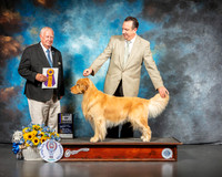 Golden Retriever #5 Sat BOB Judge Don Sutton