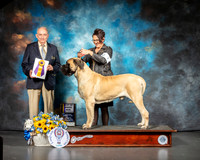 Mastiff #7 Sat BOB Judge Joe Walton