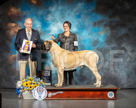 Mastiff #7 Sat BOB Judge Joe Walton-SSR_5791-Lngvw2019-HR3