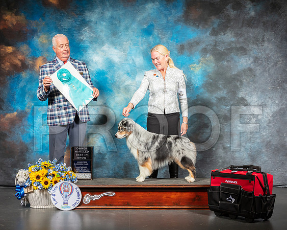 Miniature American Shepherd #5 Sat OHBIS Judge Dr Steve Keating-SSR_5811-Lngvw2019-HR3