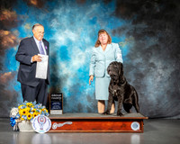 Neopolitan Mastiff #8 Sat G4 Judge John Wade