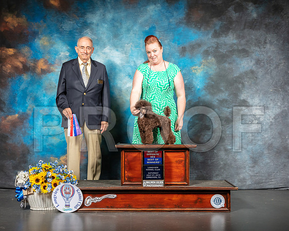 Poodle Toy #8 Sat BOS Judge Joe Walton-SSR_5827-Lngvw2019-HR3