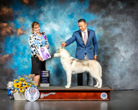 Siberian Husky #9 Sat WD Judge Gina Box Young