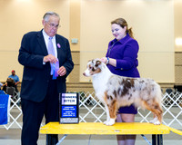 Miniature American Shepherd #14 Sat WB Judge John Wade