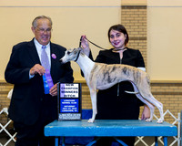 Whippet #14 Sat WB Nch Judge John Wade