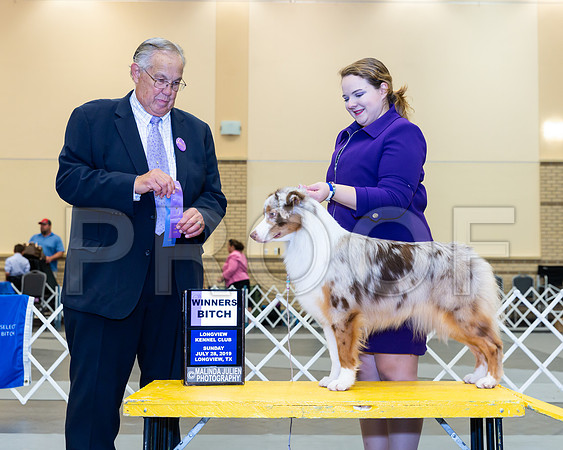 Miniature American Shepherd #14 Sat WB Judge John Wade-_ST_6833-Lngvw2019-HR3
