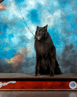 Belgian Sheepdog Nan Sanders