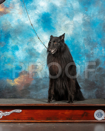 Belgian Sheepdog Nan Sanders-SSR_5920-Lngvw2019-HR3