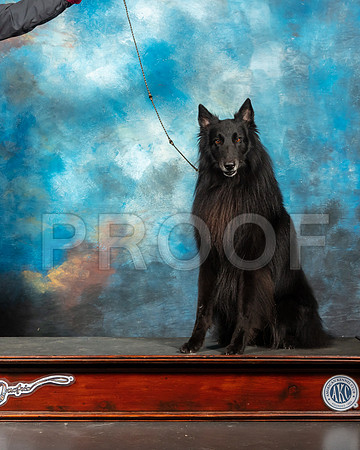 Belgian Sheepdog Nan Sanders-SSR_5921-Lngvw2019-HR3