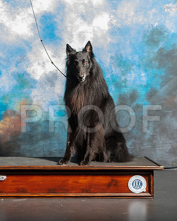 Belgian Sheepdog Nan Sanders-SSR_5922-Lngvw2019-HR3
