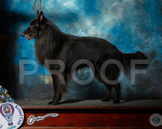Belgian Sheepdog Nan Sanders-SSR_5924-Lngvw2019-HR3