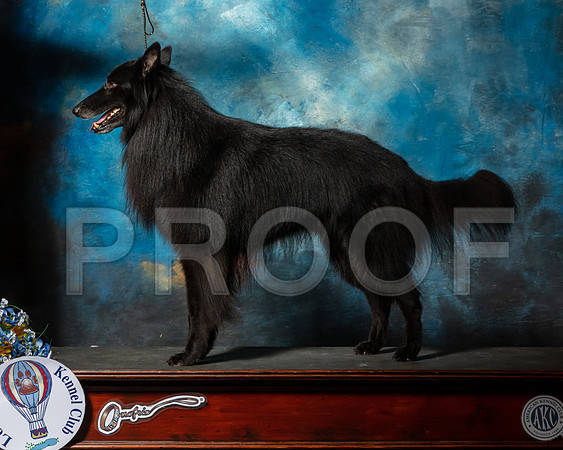 Belgian Sheepdog Nan Sanders-SSR_5926-Lngvw2019-HR3