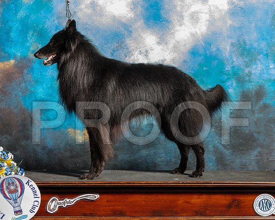 Belgian Sheepdog Nan Sanders-SSR_5927-Lngvw2019-HR3