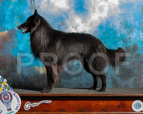 Belgian Sheepdog Nan Sanders-SSR_5928-Lngvw2019-HR3