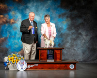 Chihuahua Long Coat #15 Sat BOW Maj NCh Judge Don Sutton