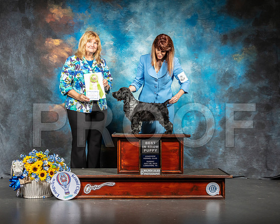 English Cocker #11 Sun Best Puppy Judge Janice Finney-SSR_5942-Lngvw2019-HR3