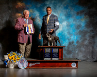 Boston Terrier #16 Sun BOB Judge Don Sutton