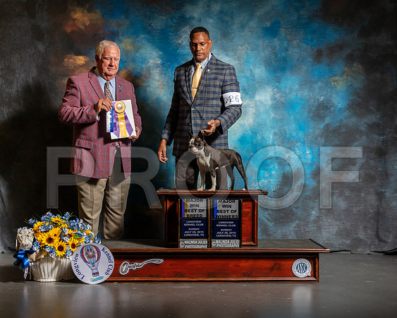 Boston Terrier #16 Sun BOB Judge Don Sutton-SSR_5950-Lngvw2019-HR3
