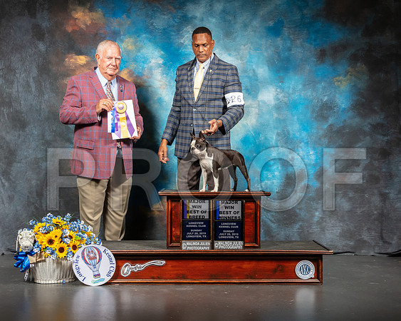 Boston Terrier #16 Sun BOB Judge Don Sutton-SSR_5951-Lngvw2019-HR3