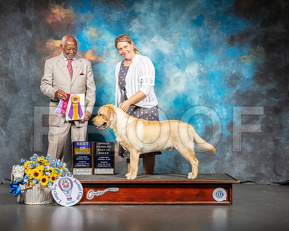 Labrador Retriever #15 Sun BOB Judge Eugene Blake-SSR_5948-Lngvw2019-HR3