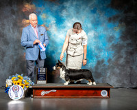 Cardigan Welsh Corgi #15 Sun BOW Judge Dr Steve Keating
