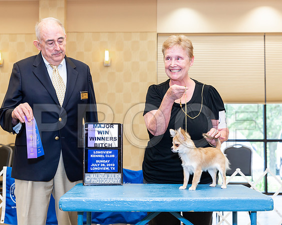 Chihuahua Long Coat #6 Sun WB Maj Judge Joe Walton-_ST_6865-Lngvw2019-HR3