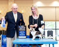 Chihuahua Long Coat #7 Sun BOW NCh Judge Joe Walton