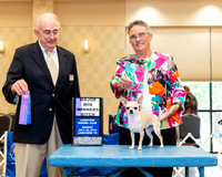 Chihuahua Smooth #32 Sun WB Maj Judge Joe Walton