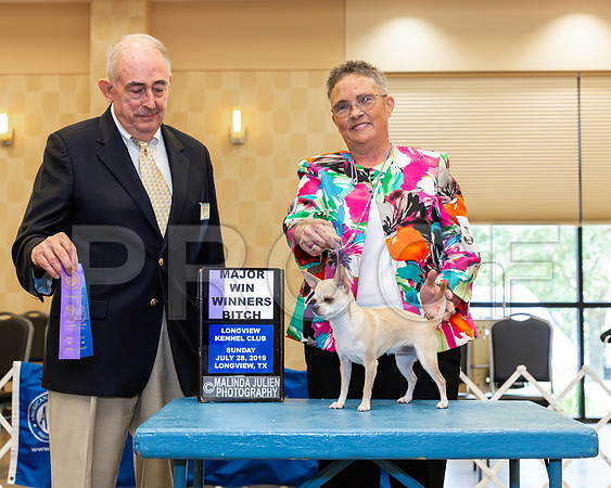 Chihuahua Smooth #32 Sun WB Maj Judge Joe Walton-_ST_6855-Lngvw2019-HR3