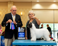 Chinese Crested #8 Sun BOW NCh Judge Joe Walton