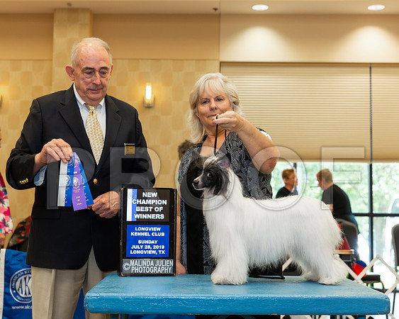 Chinese Crested #8 Sun BOW NCh Judge Joe Walton-_ST_6844-Lngvw2019-HR3