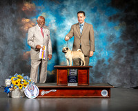 French Bulldog #6 Sun BOB NGrCh Judge Eugene Blake