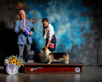Pembroke Welsh Corgi #27 Sun Judge Dr Steve Keating