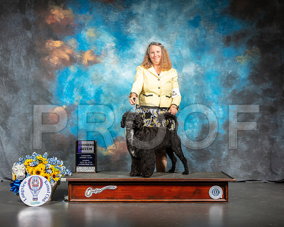 Portuguese Water Dog #10 Sun WB-SSR_6022-Lngvw2019-HR3
