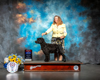 Portuguese Water Dog #5 Sun WD